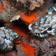 Illustration for article titled Striking Photographs Of Sea Slugs Expose The Alien World Under the Sea